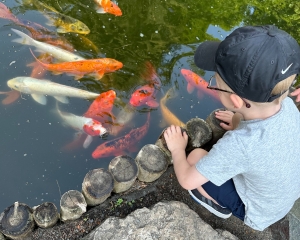 Boy looking down at koi fish